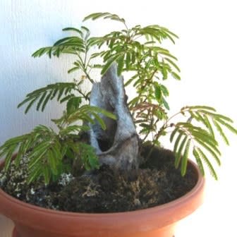 Exotic Bonsai Variety Pack No 6 - Image 10